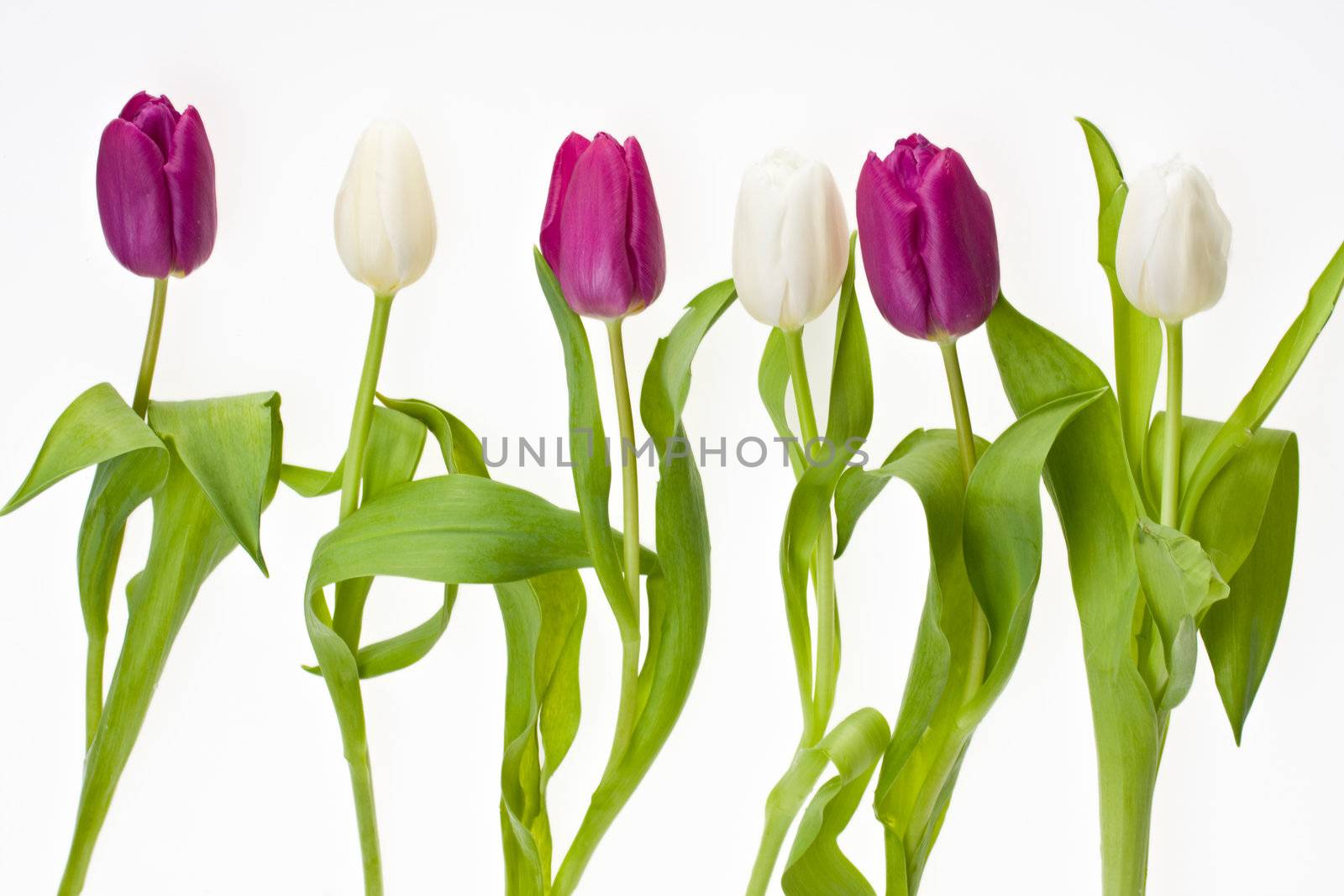 white and purple tulips isolated