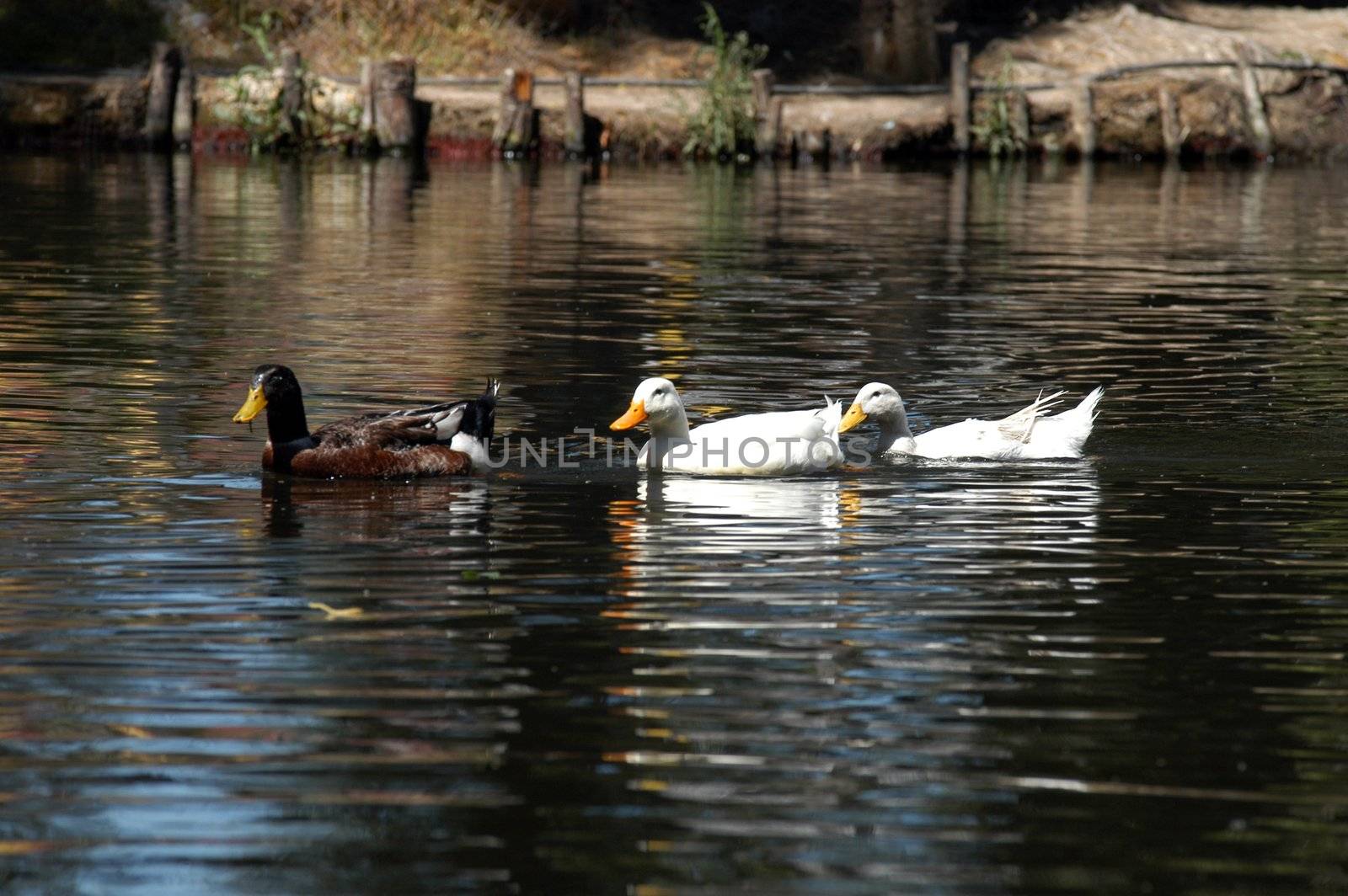 A group of ducks swimming on the river in Mexico city