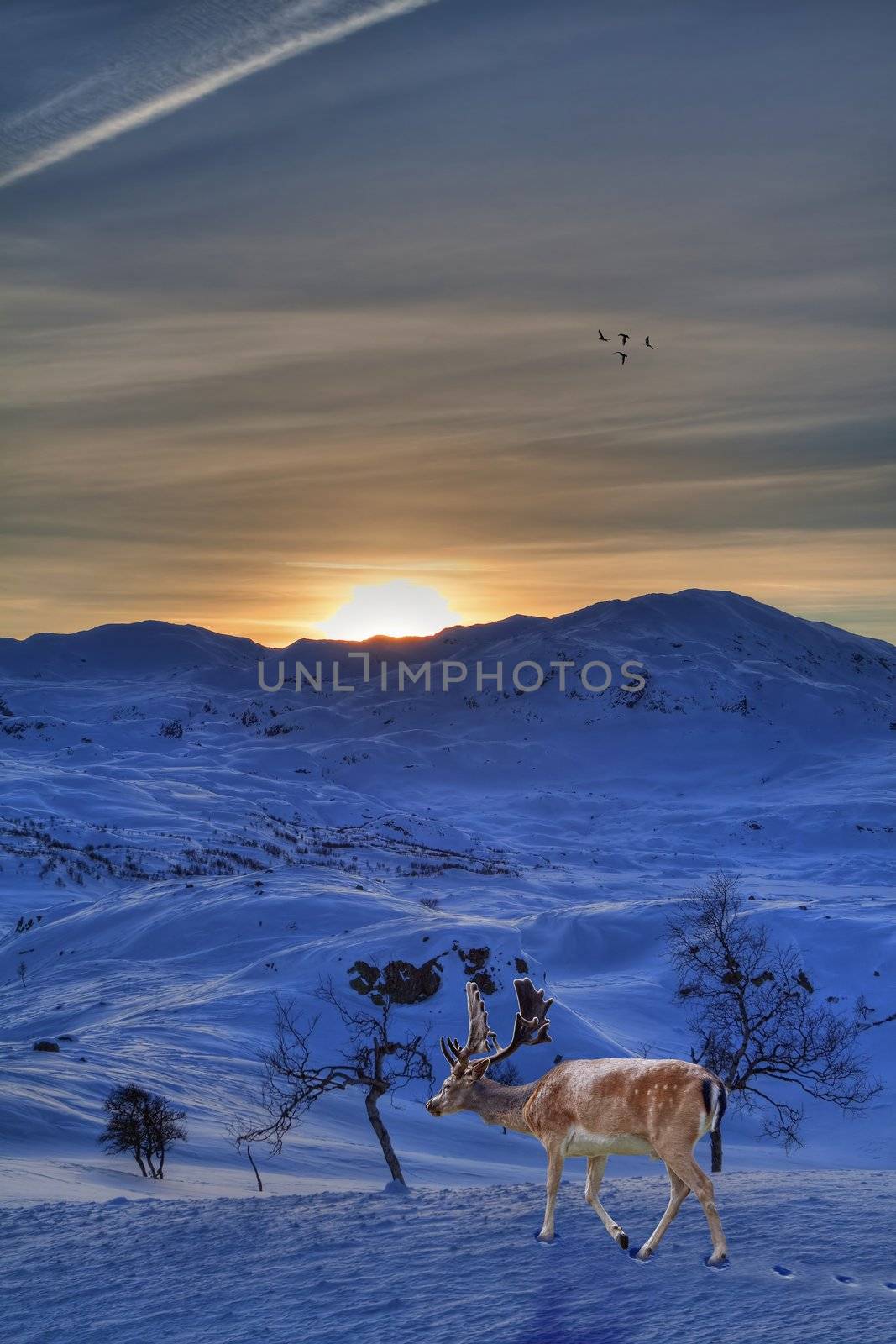 A reindeer in a beautiful winter landscape