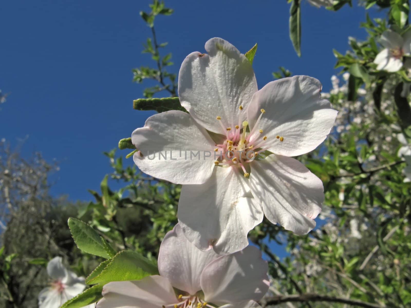 image of almond flowers and blue sky