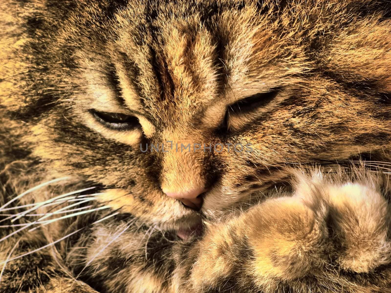 hfri portrait of a nice homeless persian cat