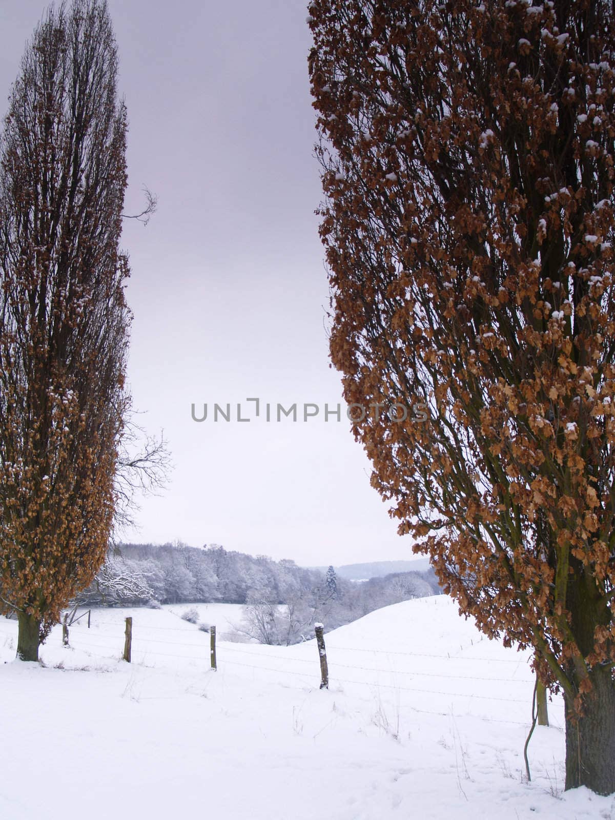 trees in winterly snow covered german Landscape