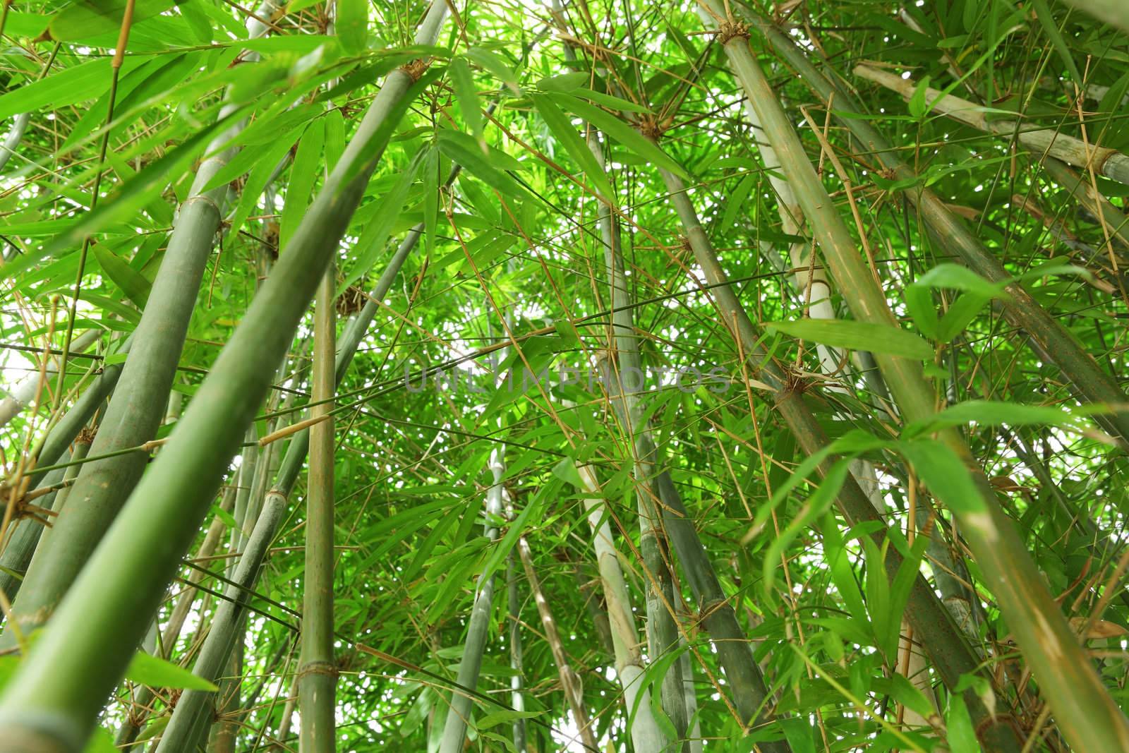 bamboo forest