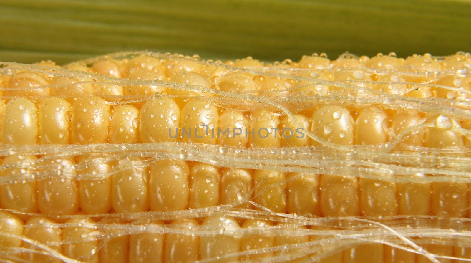 corn by gallofoto