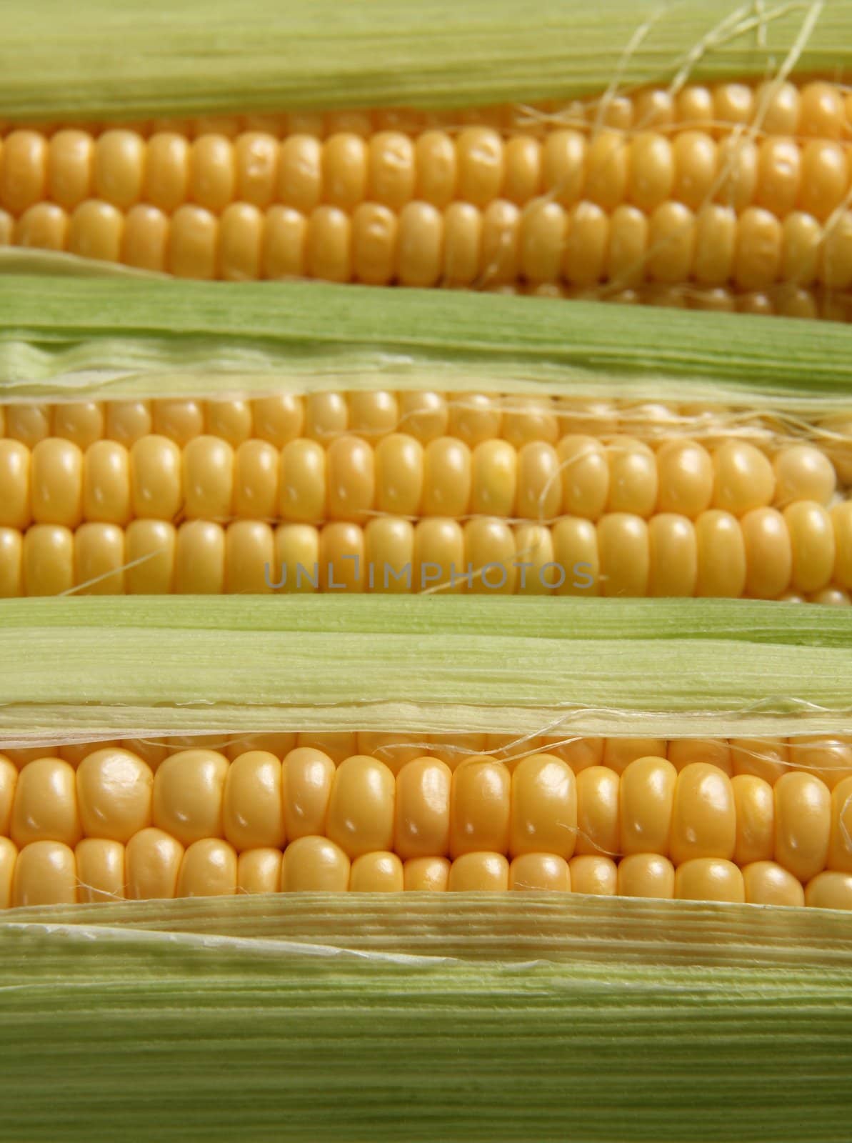 corns by gallofoto