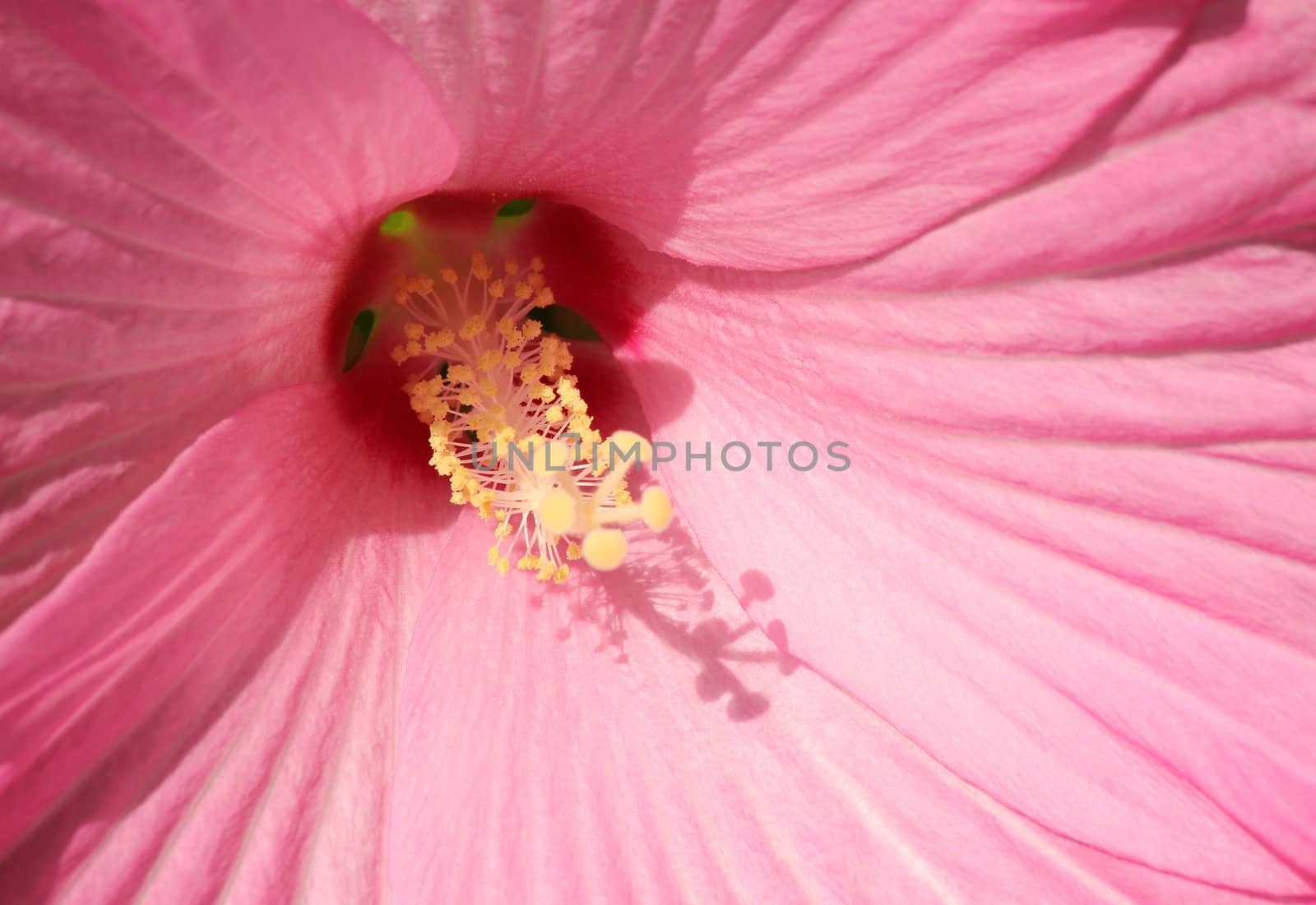 close to the petal and stamen from althaea.