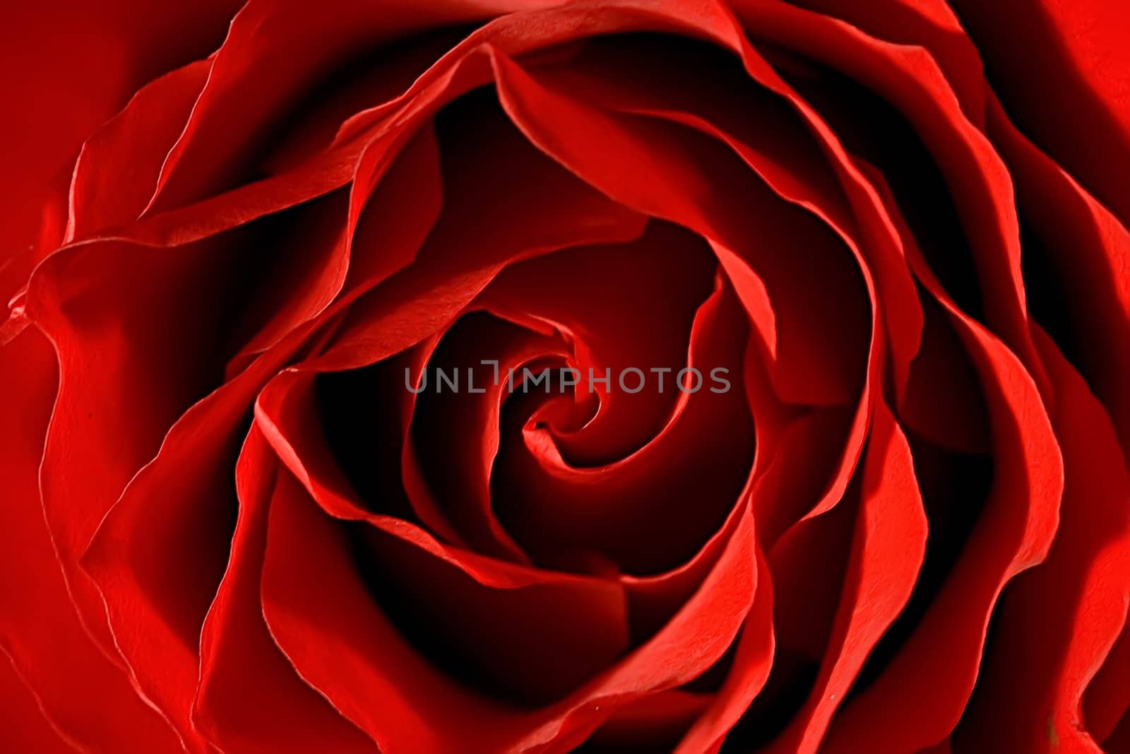 Red Rose close-up macro with  big beautiful petals