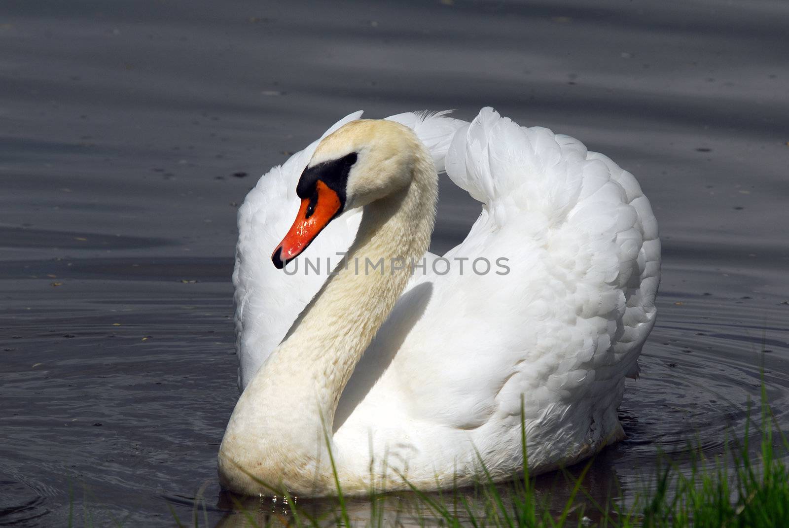 Closeup picture of a beautiful White Swan swimming