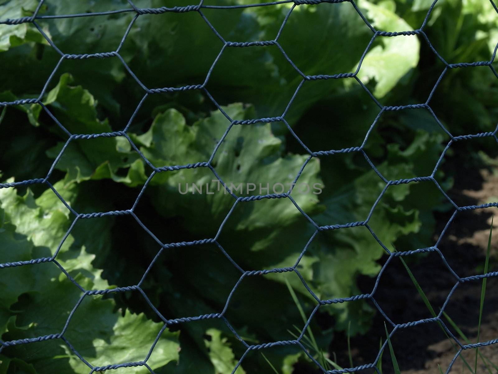 Hexagon shaped chicken wire surrounding a garden of green leafy vegetables.