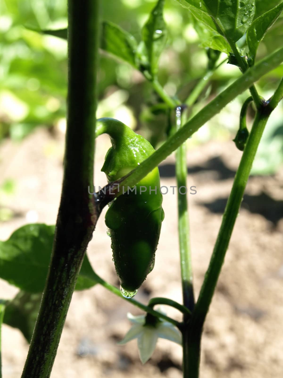 A fresh jalapeno pepper growing on the vine in a garden.