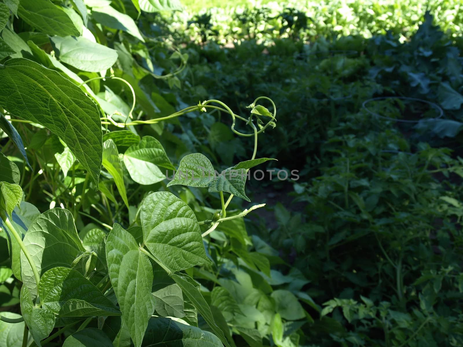 A wandering snap bean vine in a sea of green garden foliage.