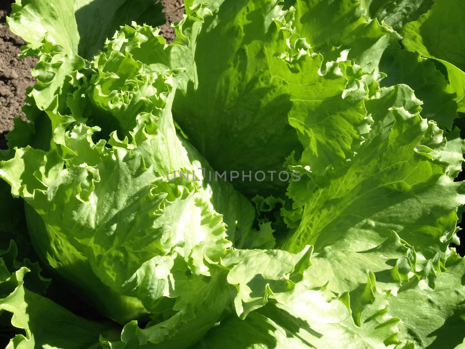 Fresh lettuce still in the ground. Grown in a small vegetable garden at home.