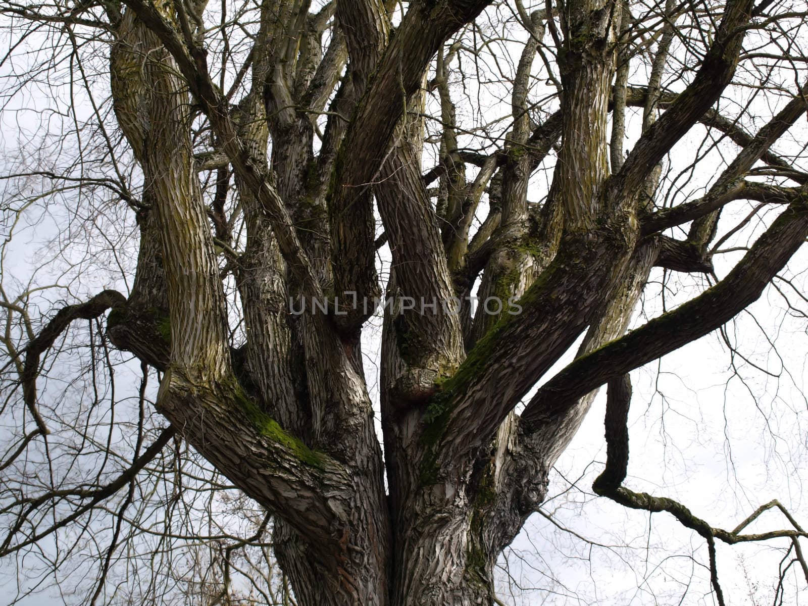 An old gnarled tree with tangled branches in winter.