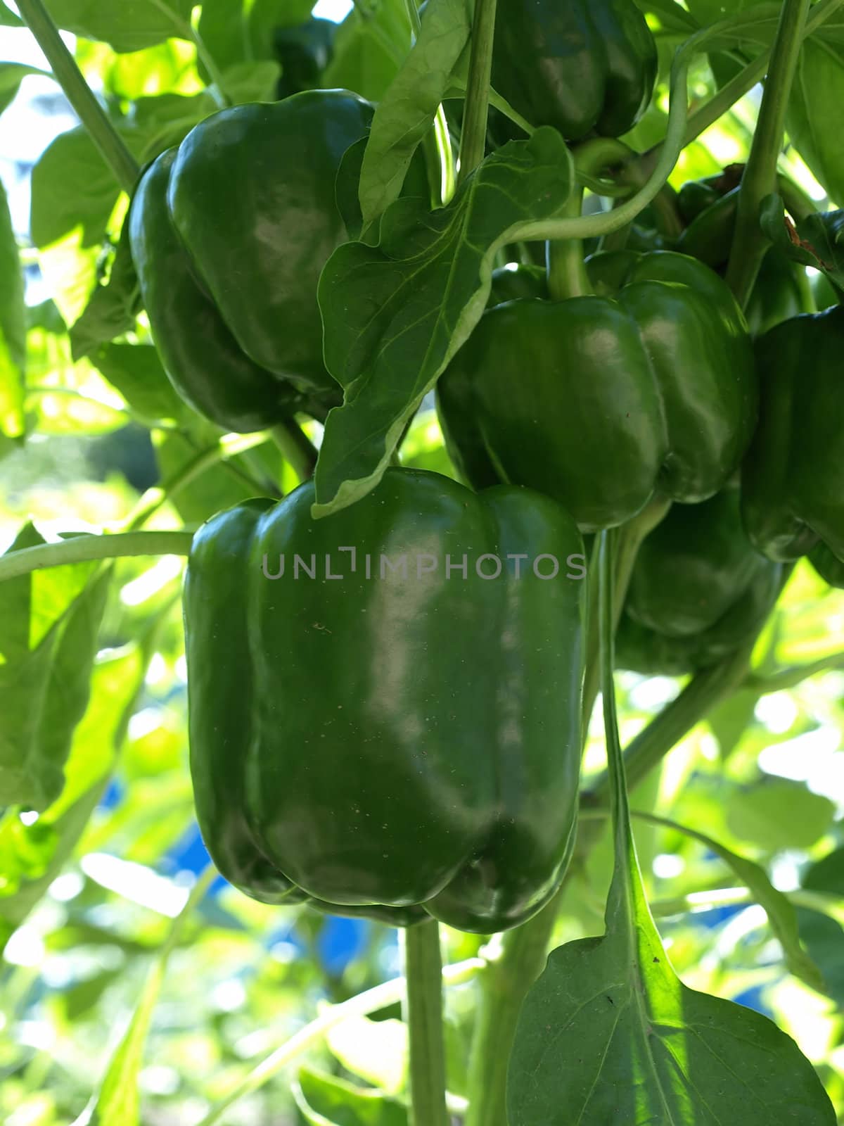 Beautiful green bell peppers growing on a vine in a garden