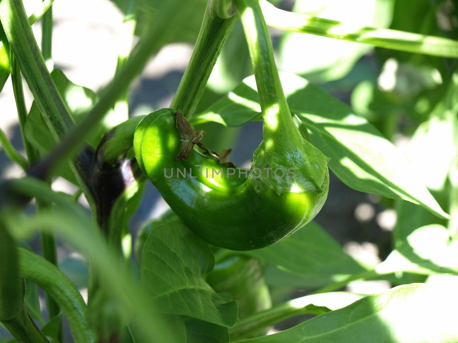 Growing Peppers by RGebbiePhoto