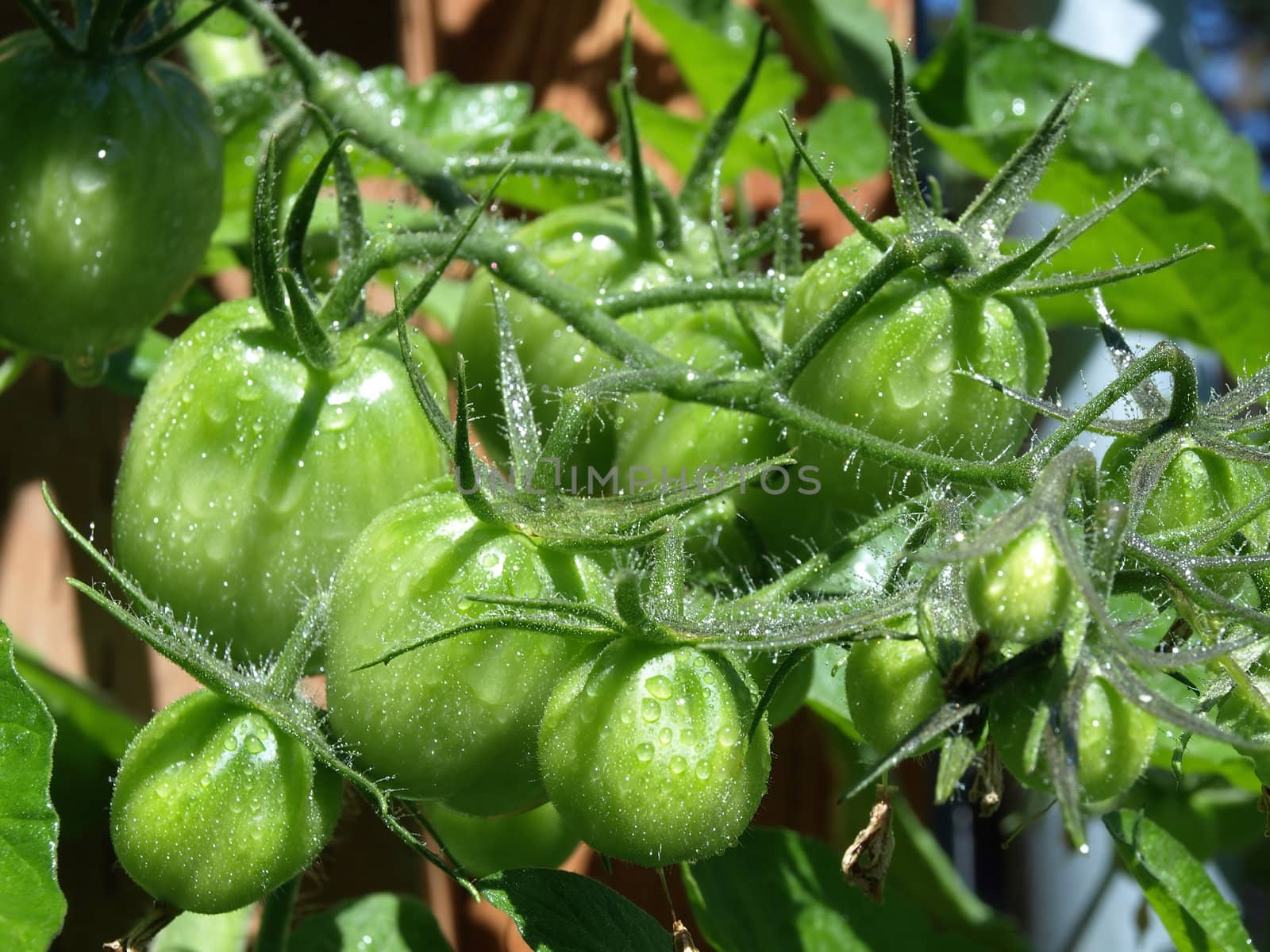 A group of green tomatoes growing in a bunch on a vine in a garden
