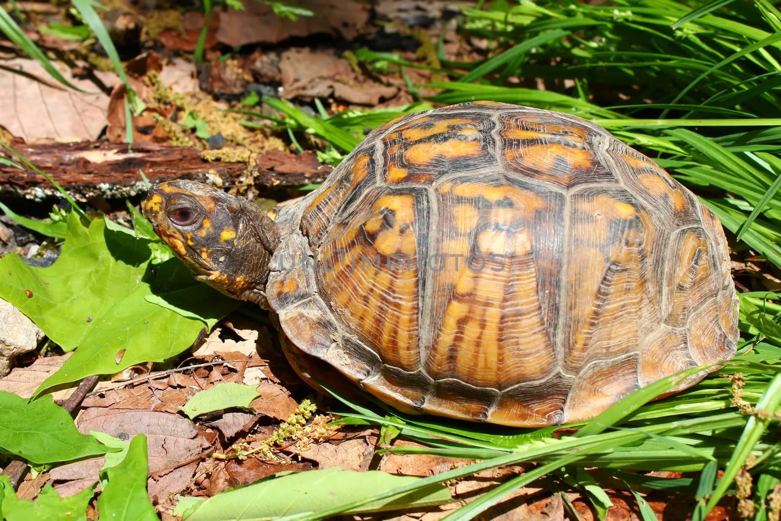 A Box Turtle (Terrapene carolina) at Monte Sano State Park - Alabama.