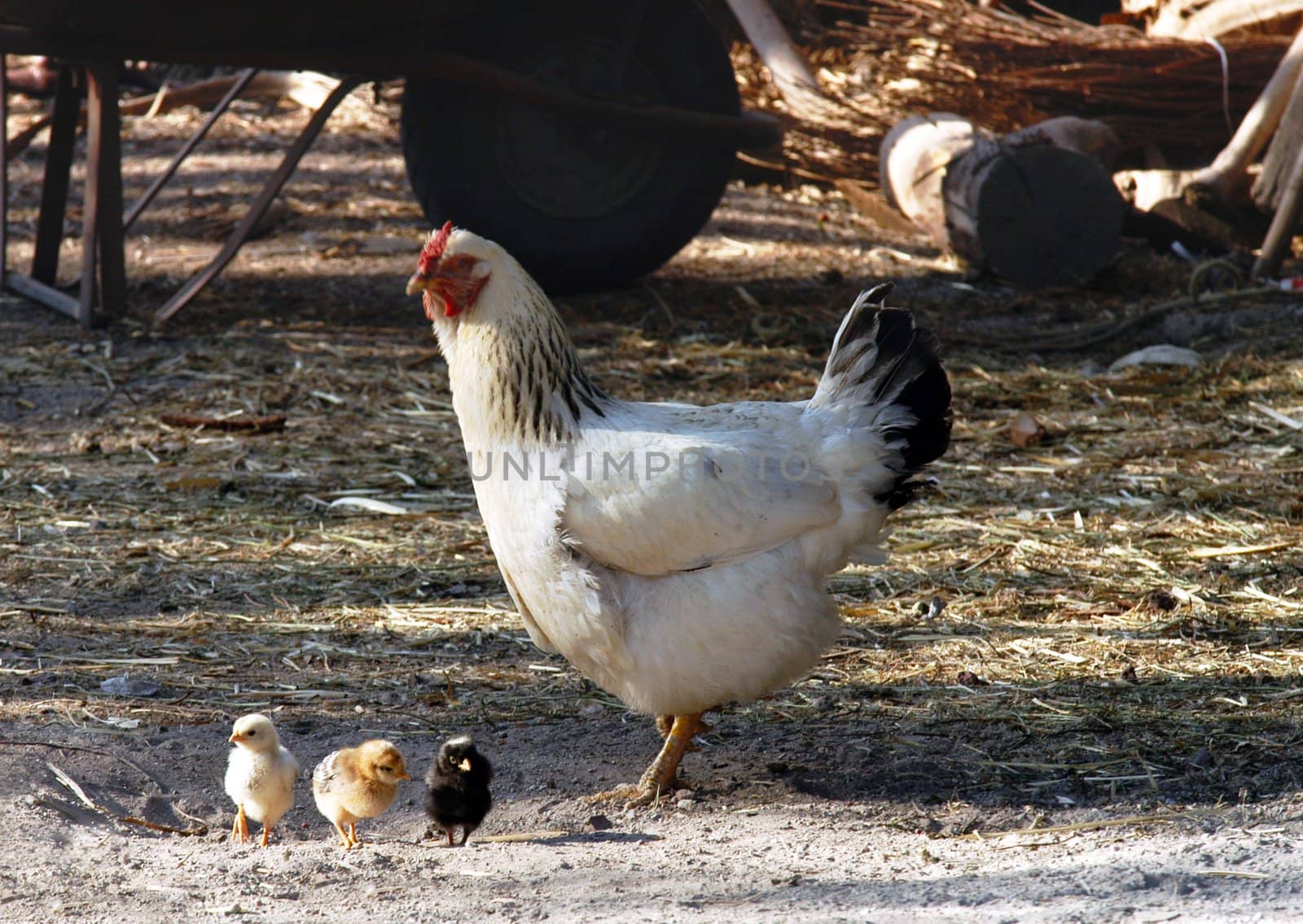 Hen and three small chicken on the  farm