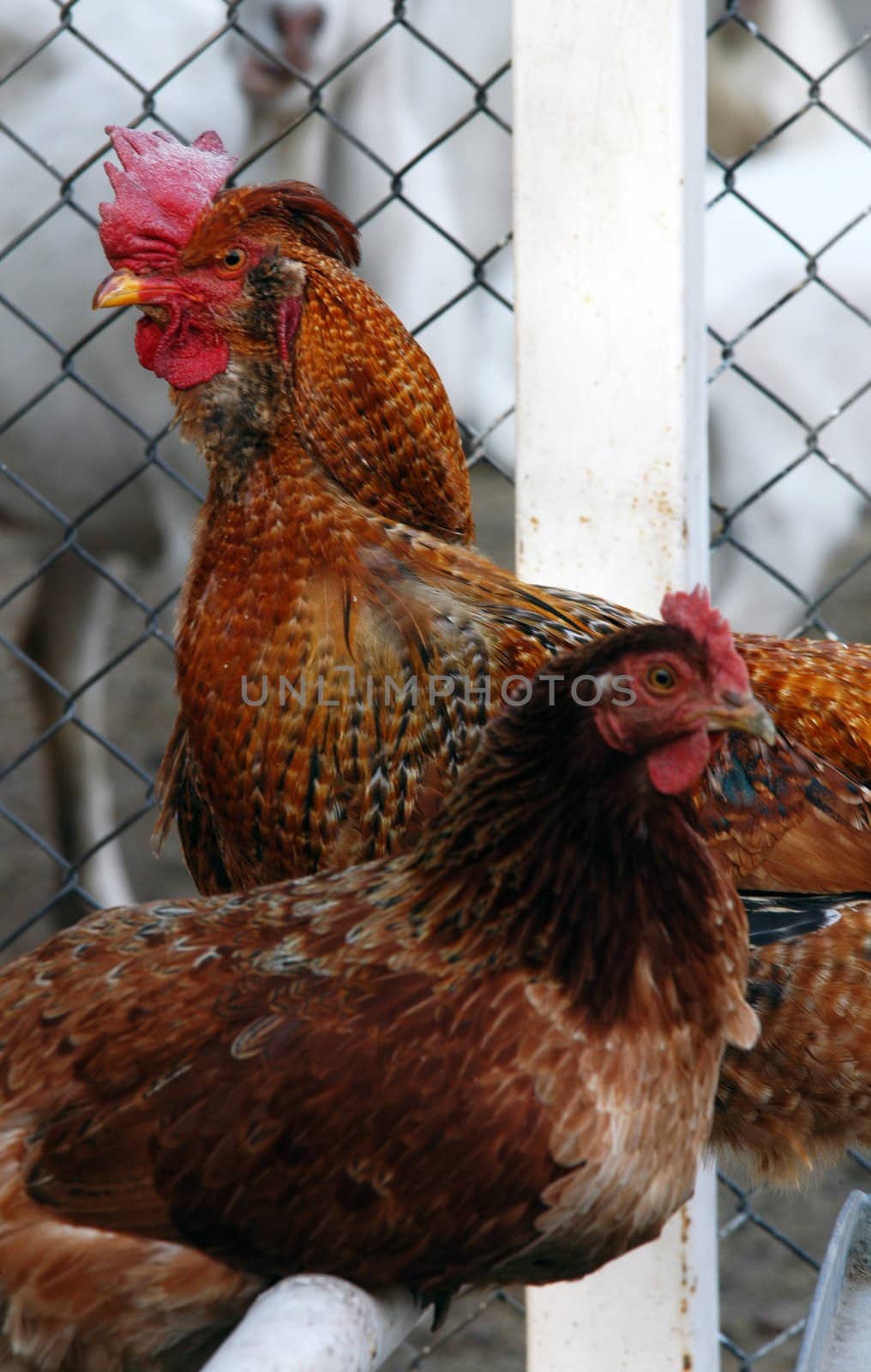 Hen and cock on farm with fence behind