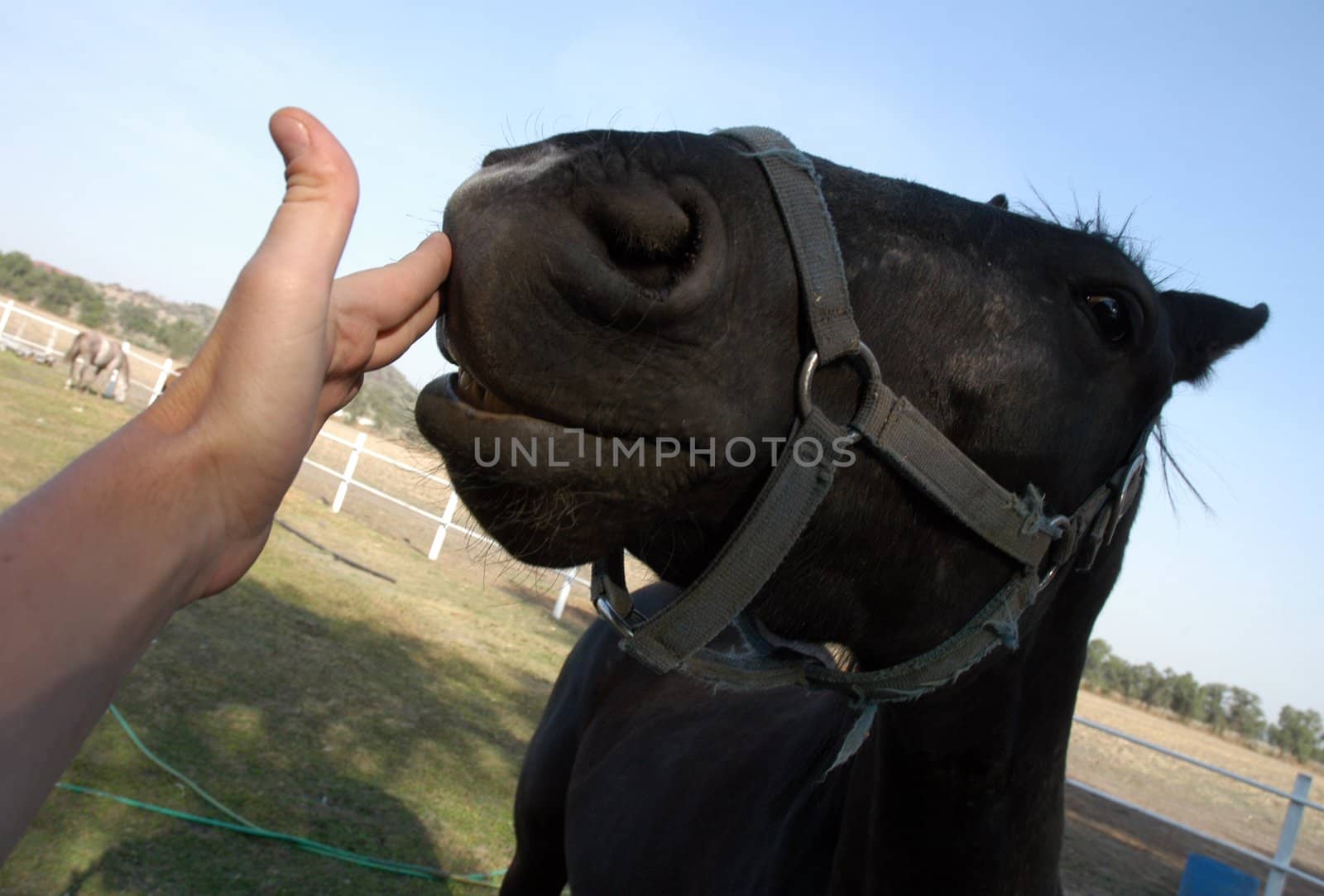 Portrait of head of beautiful black horse