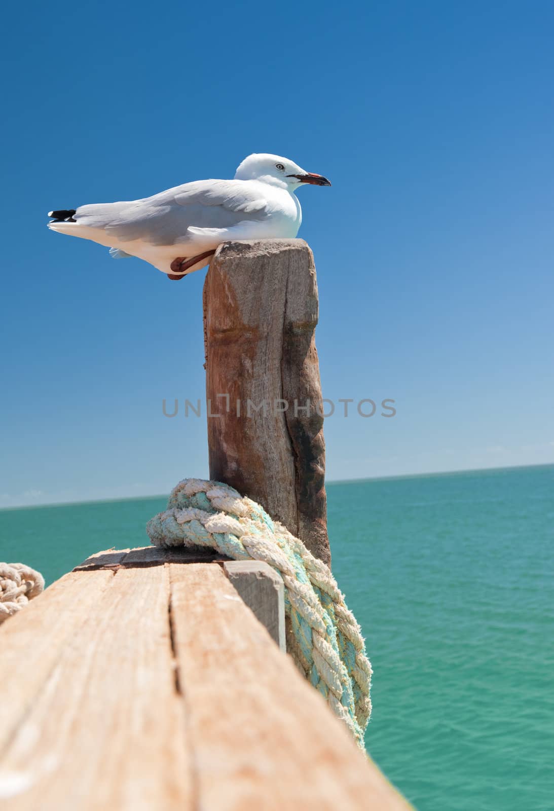An image of a nice seagull at the sea