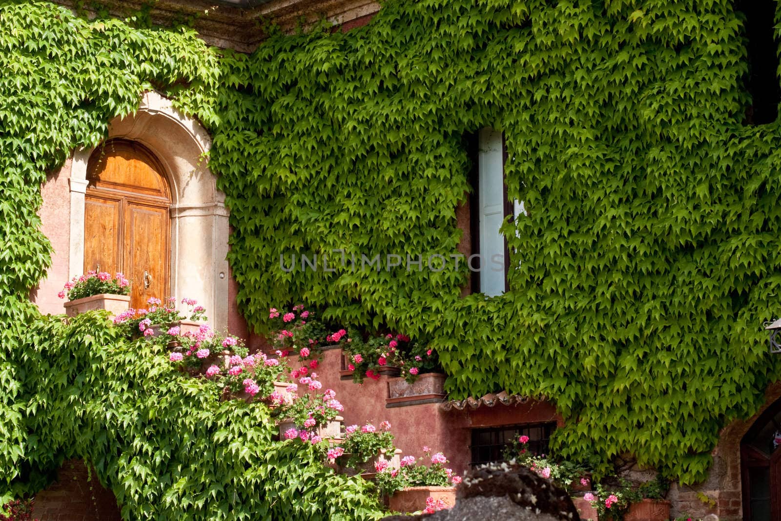 A wooden door in a house wall covered with ivy
