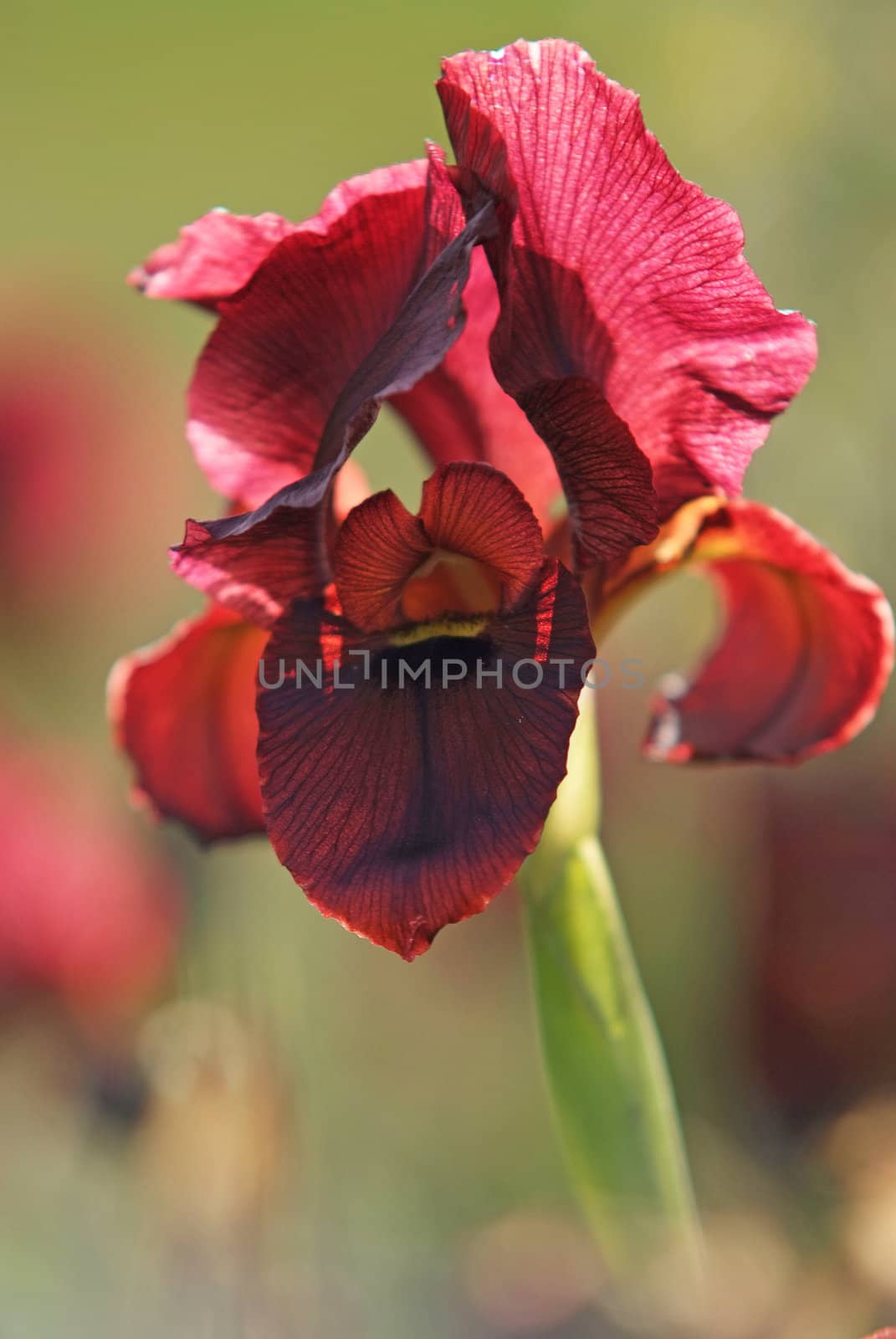 iris atropurpurea by Maya