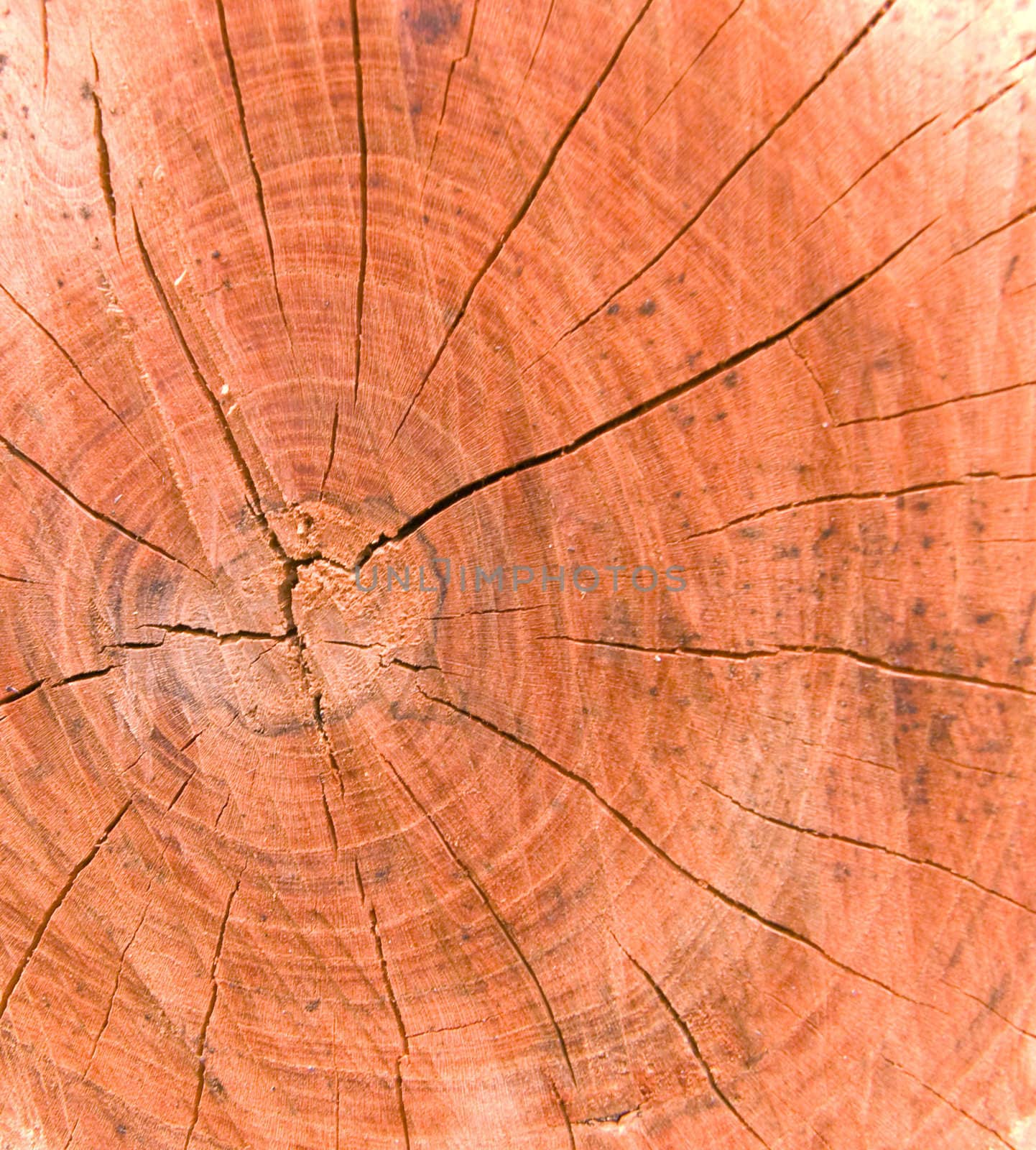 Tree rings are counted to determine the age of a tree