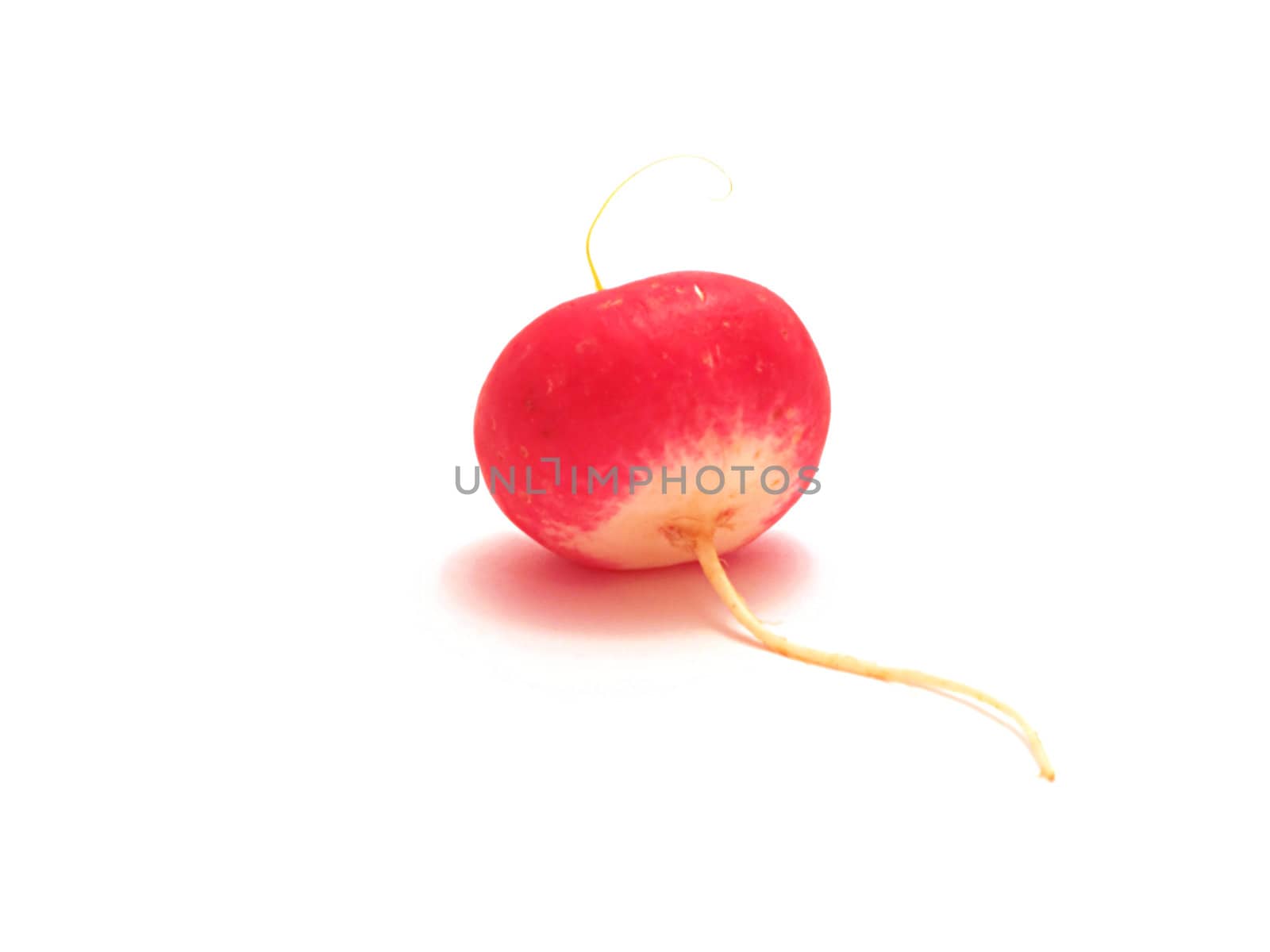 garden radish is rose meal on a white backgroun