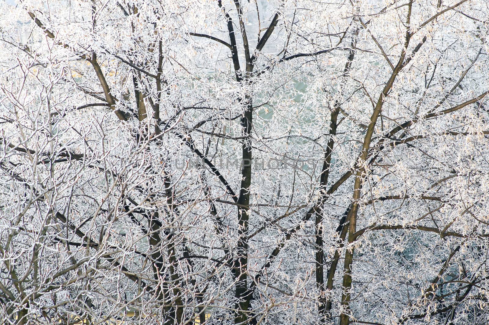 white toned winter background - tree