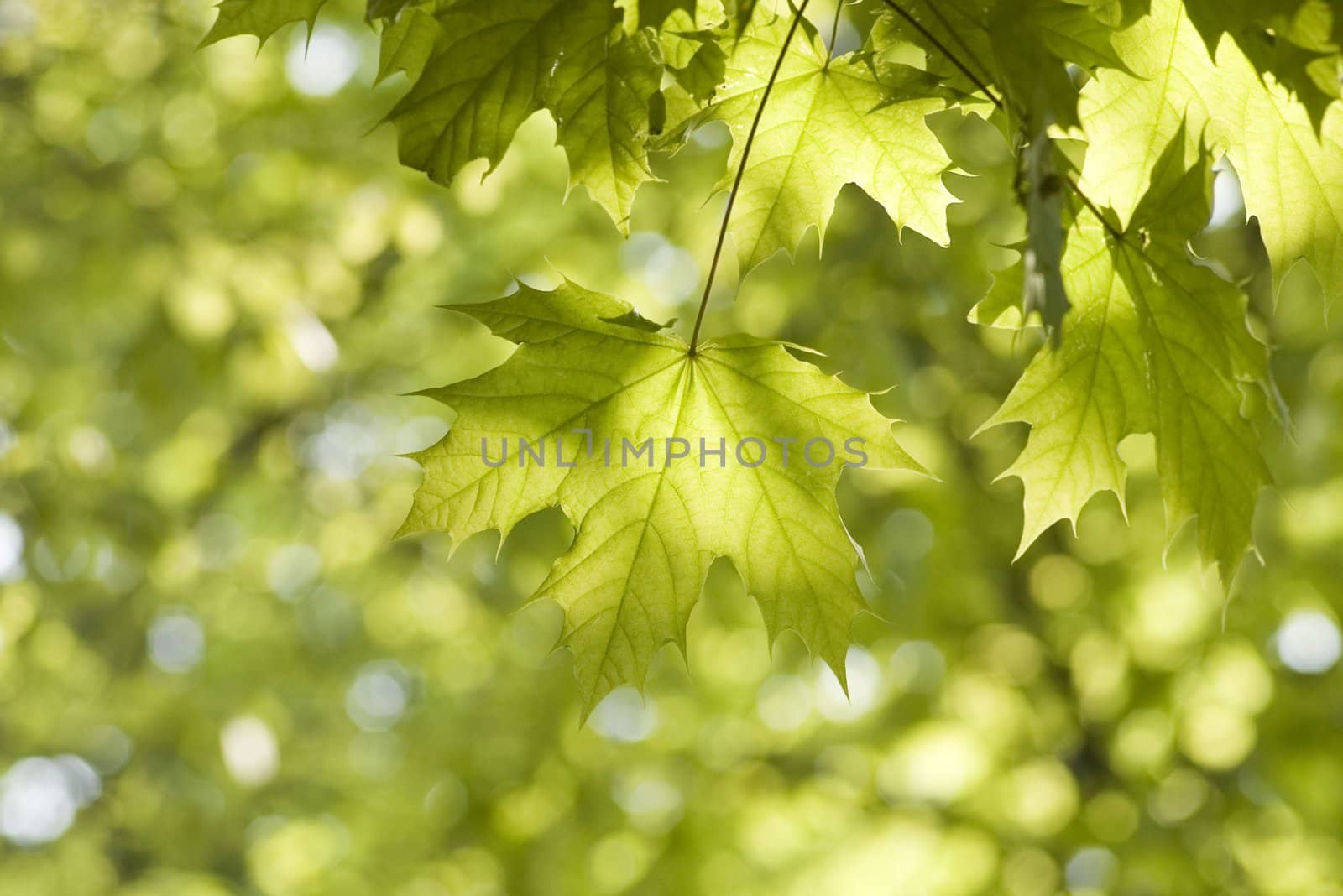 green leaves, shallow focus