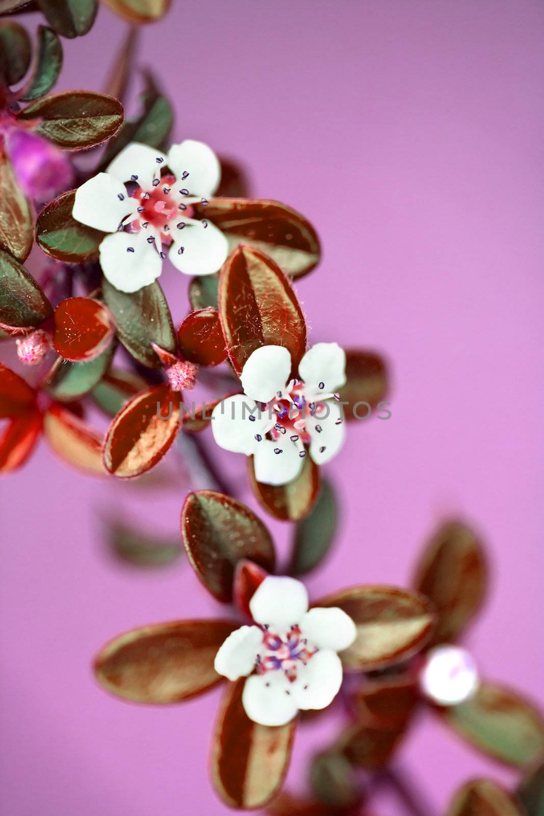 Small branch of white flowers and pink background - selective focus