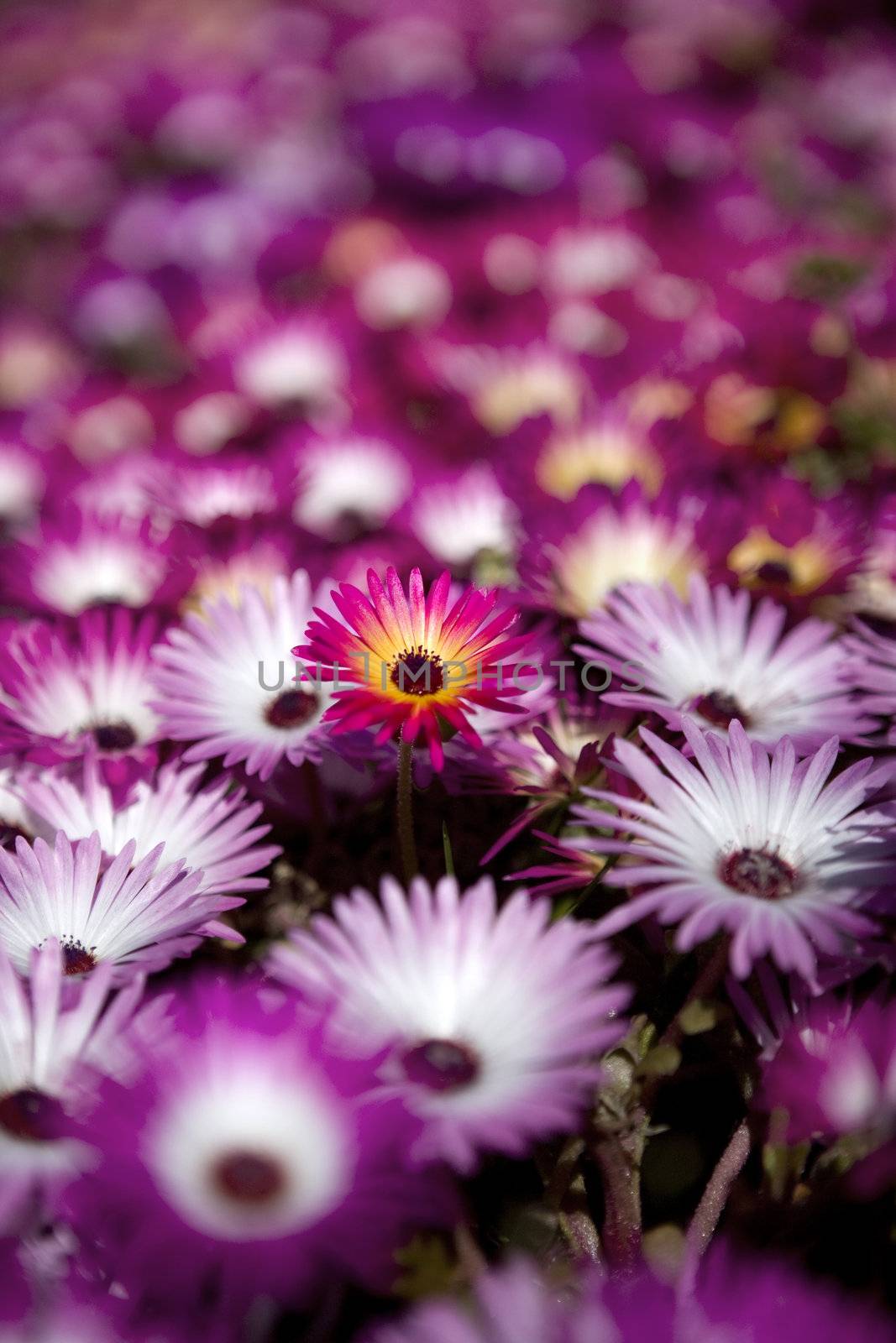 flowers colorful background by mlopes