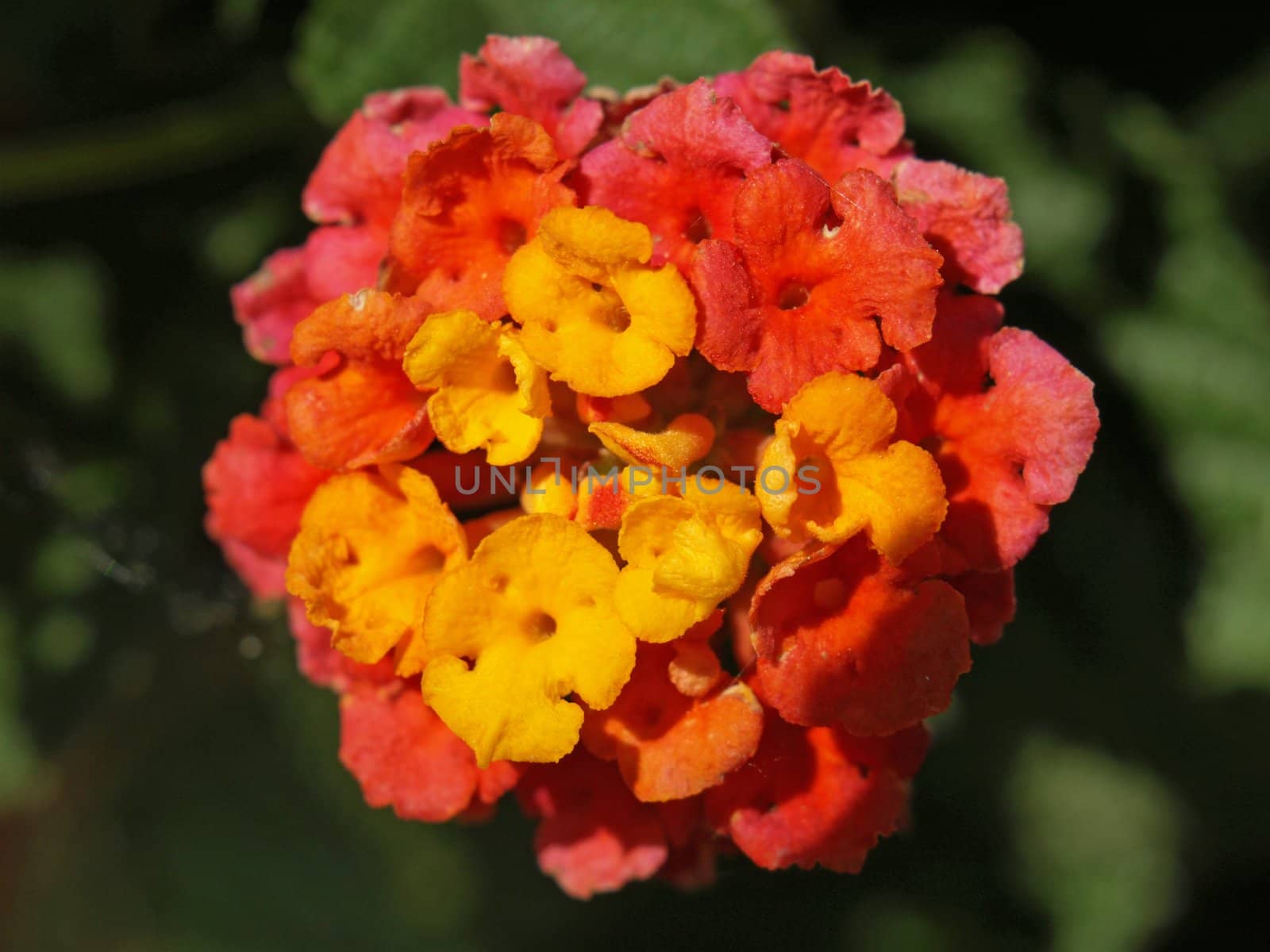 a close-up image of some lantana flower