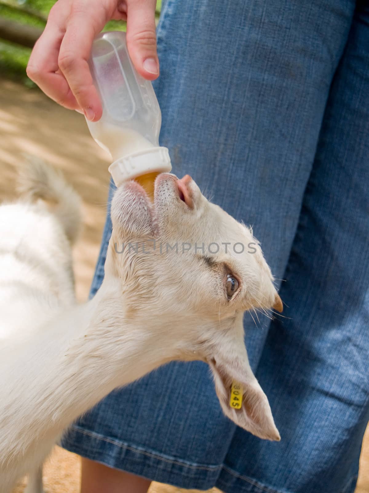 Young goat is getting bottle fed, posing for the camera.