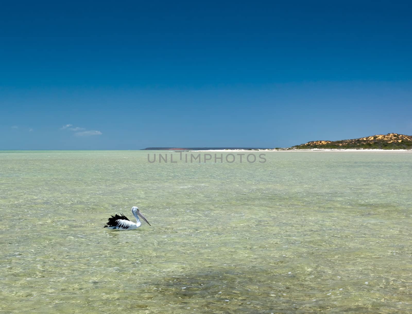 An image of a nice swmming pelican