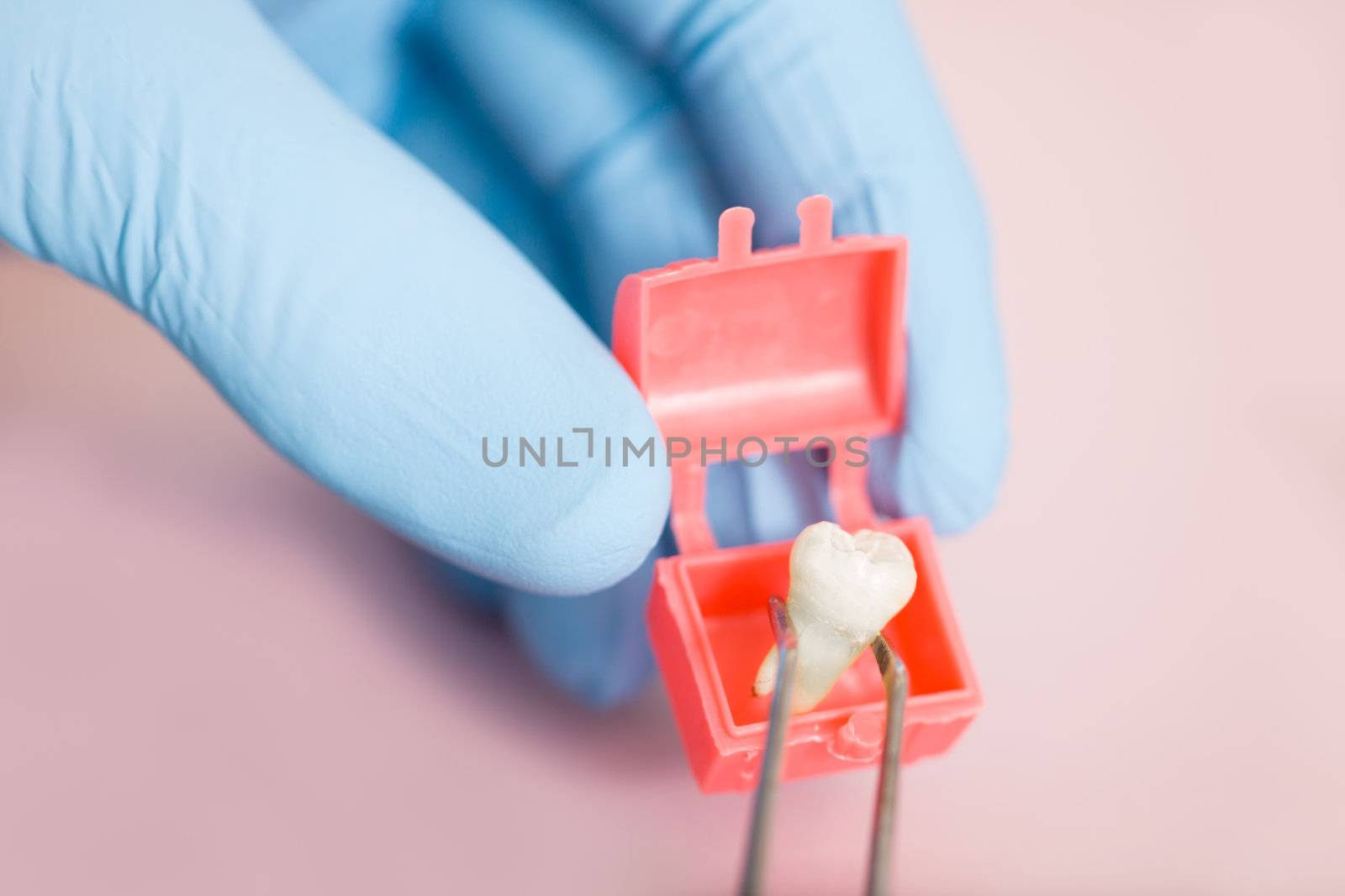 A human tooth being put in a tiny treasure chest