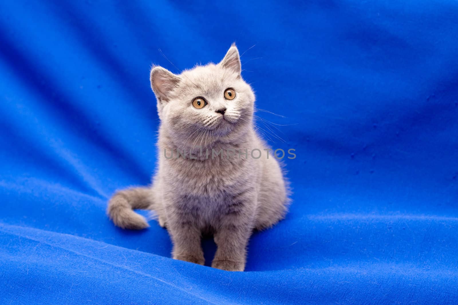 A yellow-eyed British shorthair blue kitten on blue background
