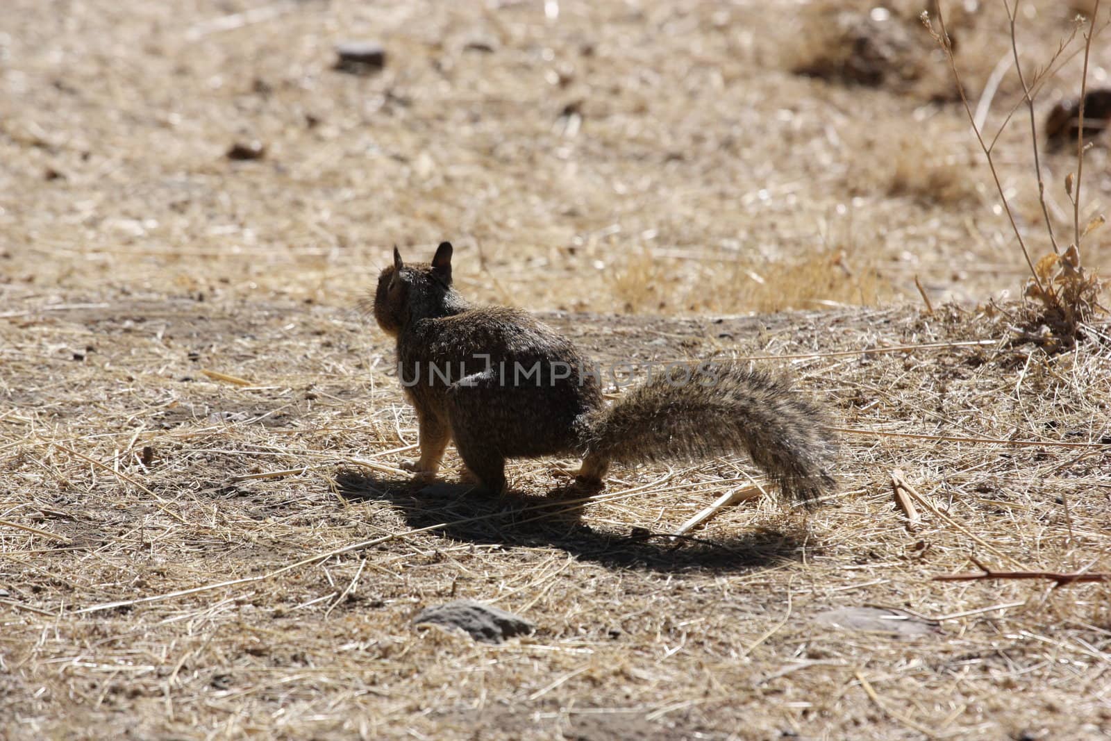 Close up of a cute squirrel. 