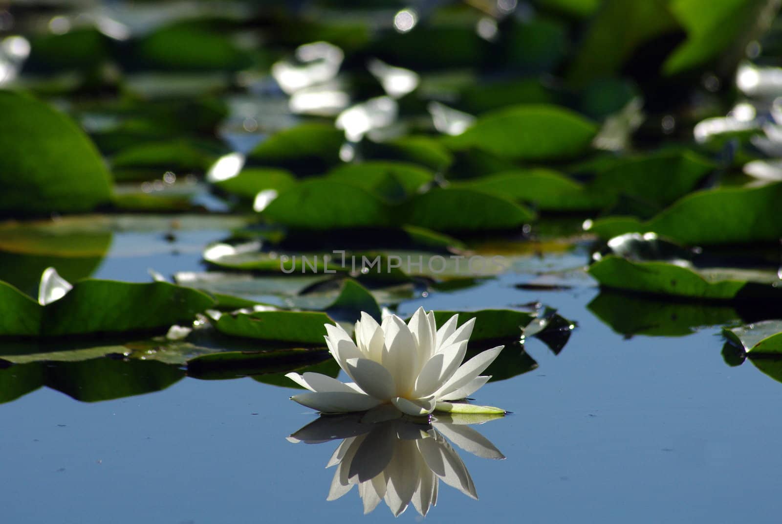 Flowering Lily pads.