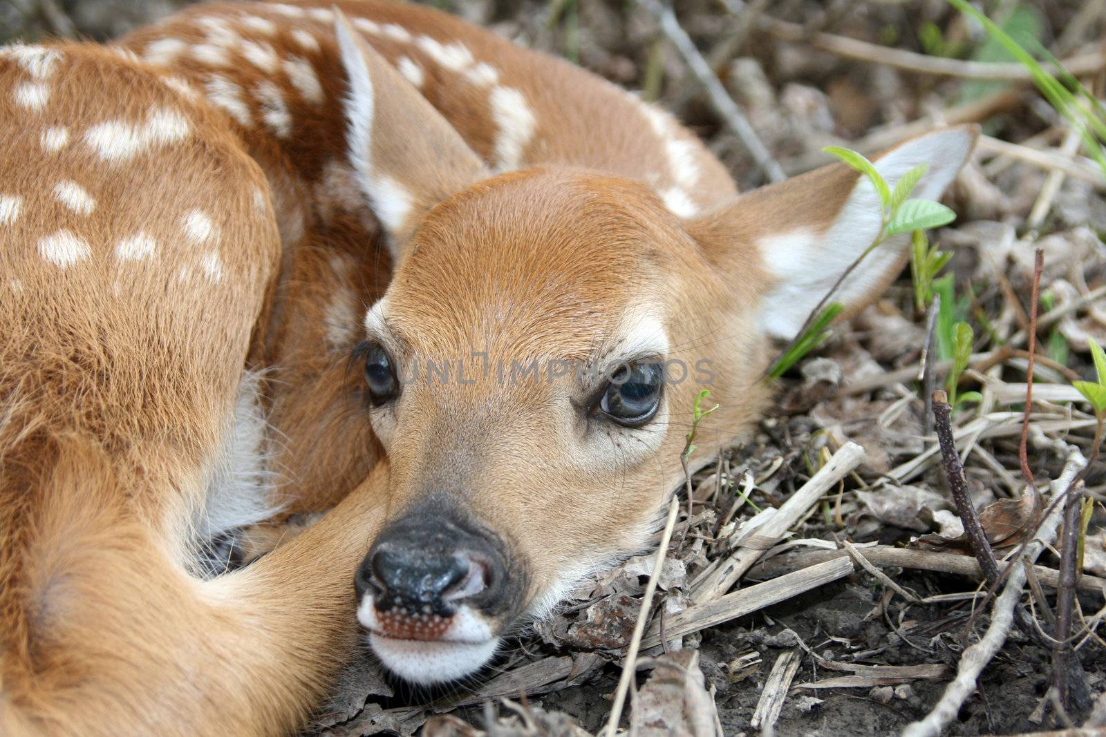 fresh born baby whitail fawn hiding in the grass