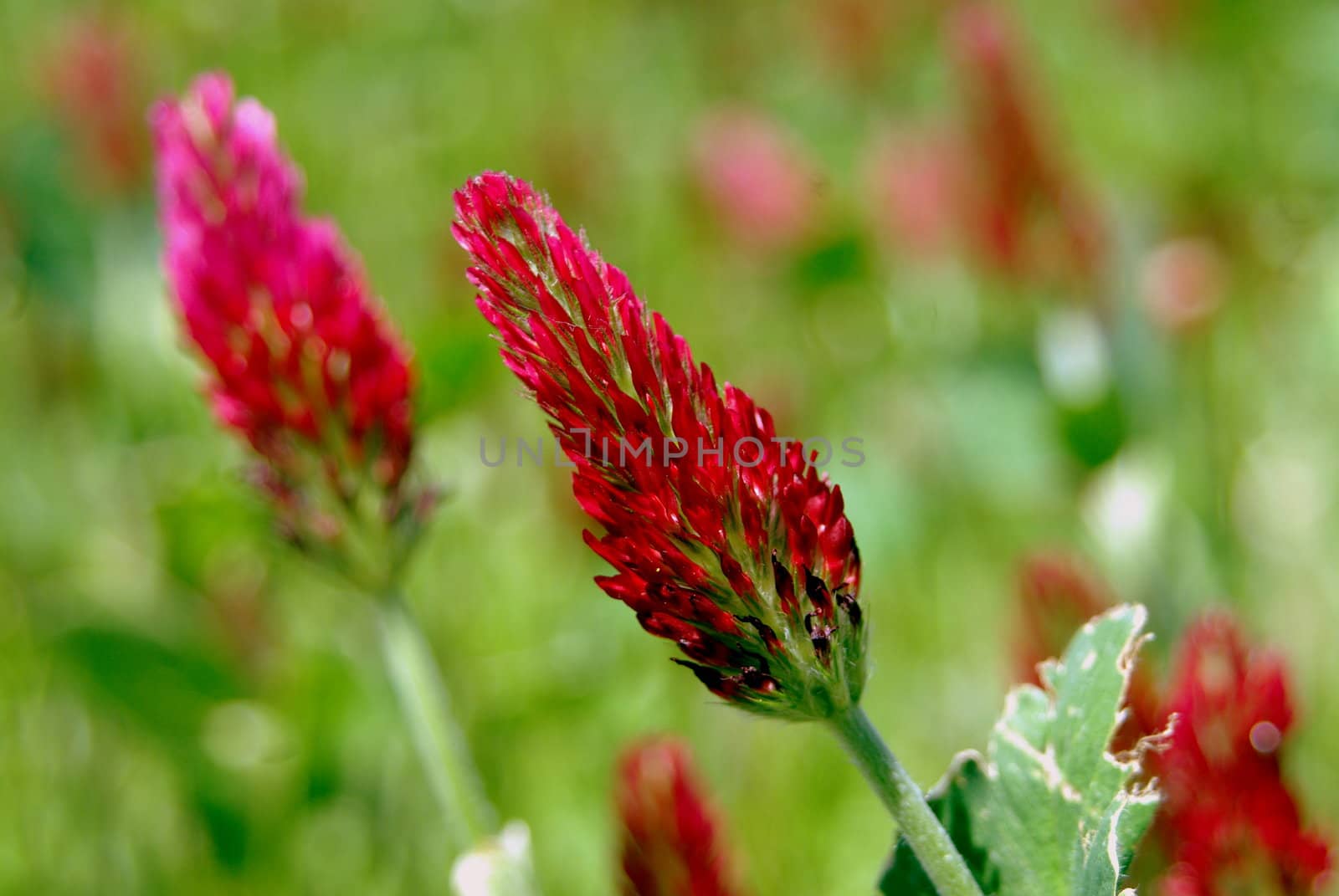 Crimson Clover (Trifolium incarnatum) Color Drawing: 1787 - 1800. Curtis Botanical Magazine. National Agriculural Library. Line Drawing: Britton, N.L., and A. Brown. 1913. An Illustrated Flora of the Northern United States and Canada, Second Edition. Crimson Clover (Trifolium incarnatum) Alien: Native of Europe. Identification: Flowers crimson red arranged in a elongate or conical flower head. Leaves and flowers branching from a common stem. Leaves divided into 3 leaflets, each leaflet round and blunt. Plant 6 to 30 inches in height. Distribution: Local in distribution, but found throughout most of North America except for the Rocky Mountain region. Habitat: Crimson Clover is a commonly planted ornamental that sometimes escapes to fields, roadsides, and empty lots. Flowering period: May to July.