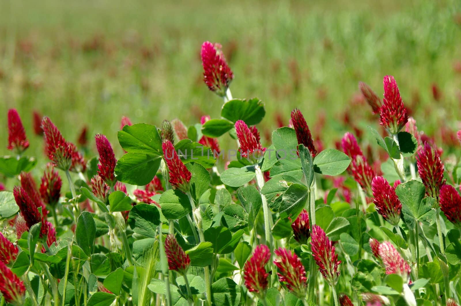 Crimson clover 