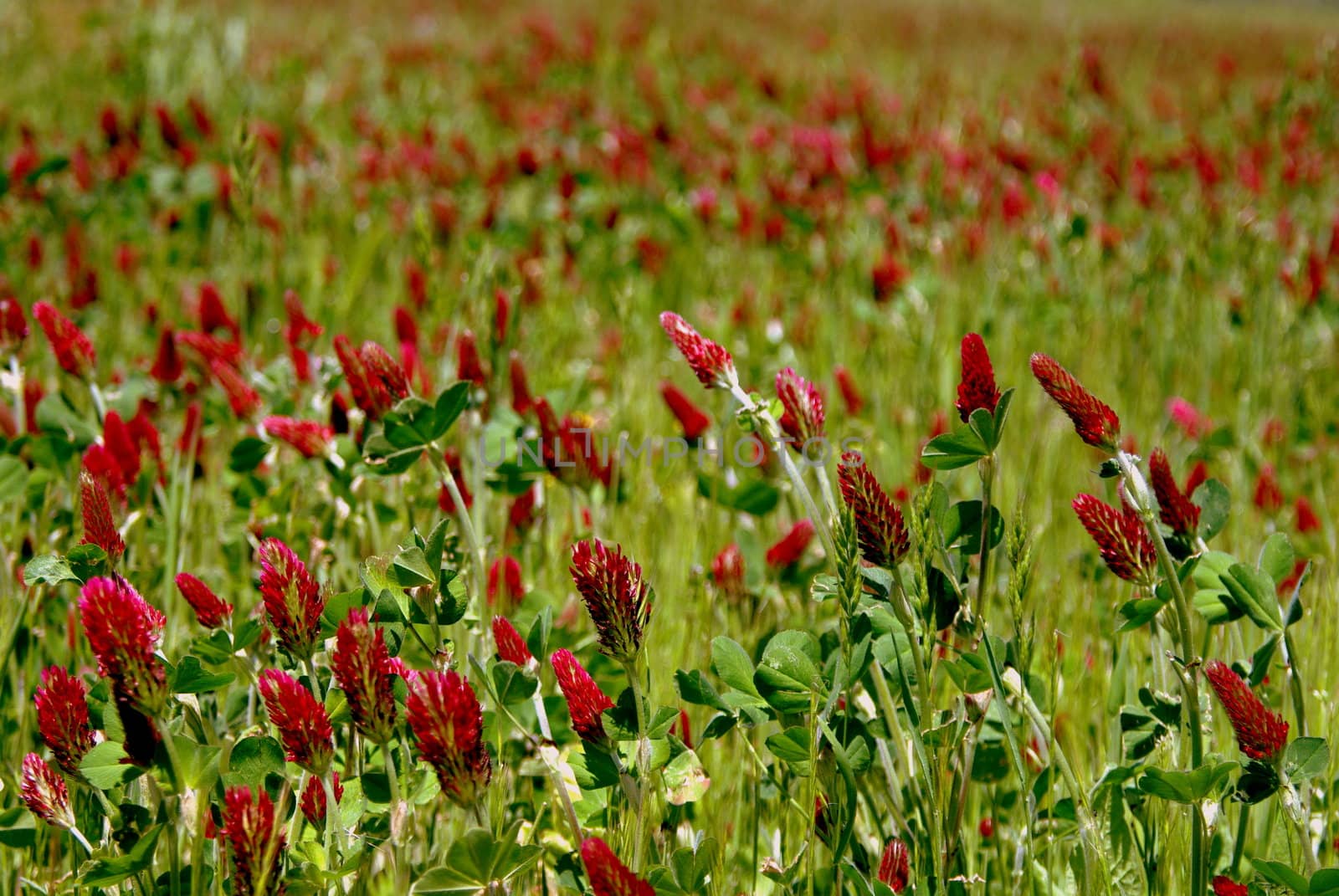 trifolium incarnatum, clover, grass, flowers, 
