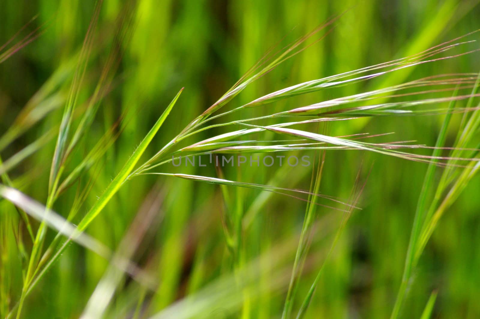 grasses growing in nature