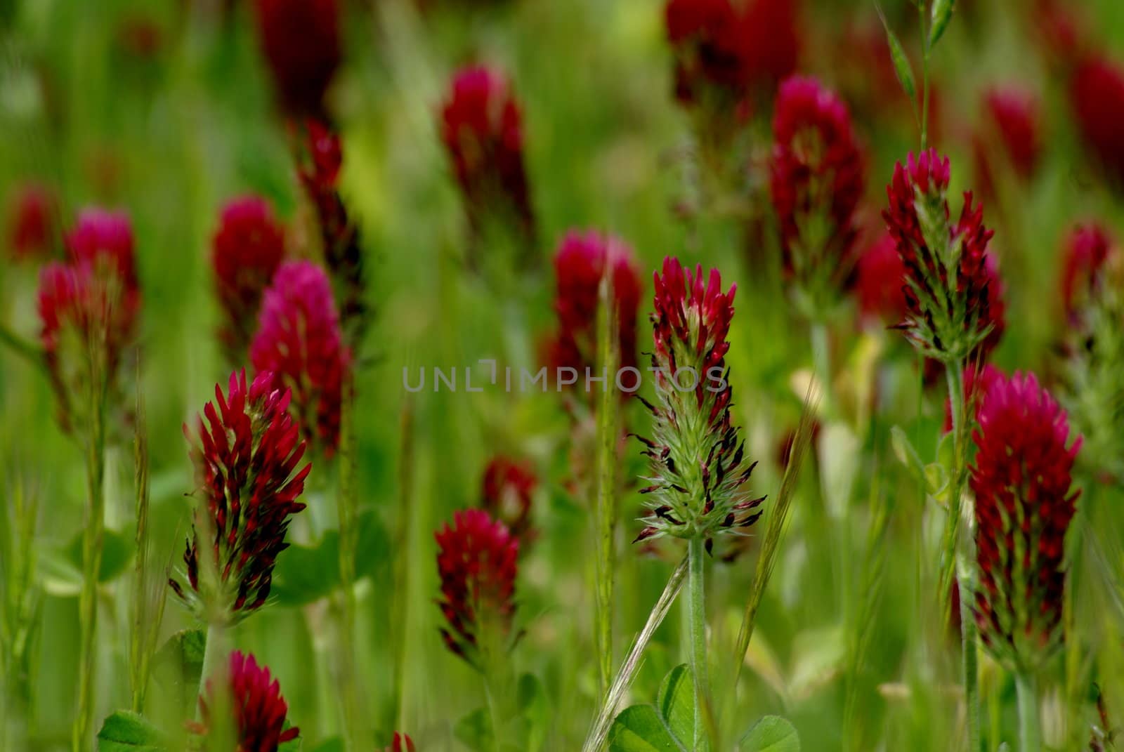 crimson clover, clover, weed, nature, natural, red