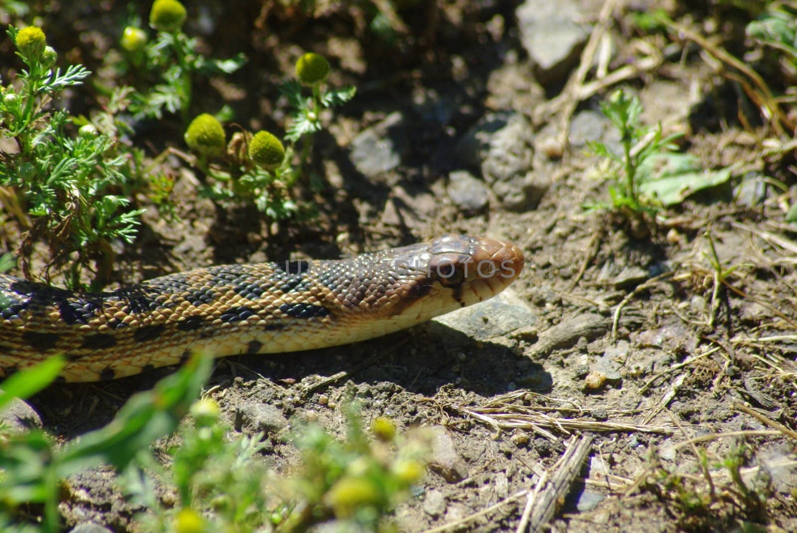 Bull snake,