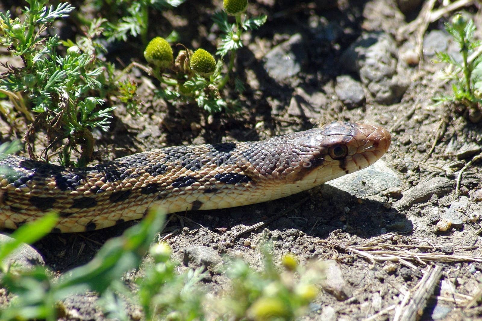 Bull snake 