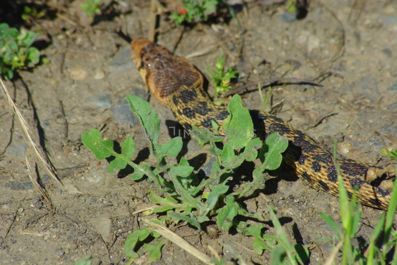 Bull snake