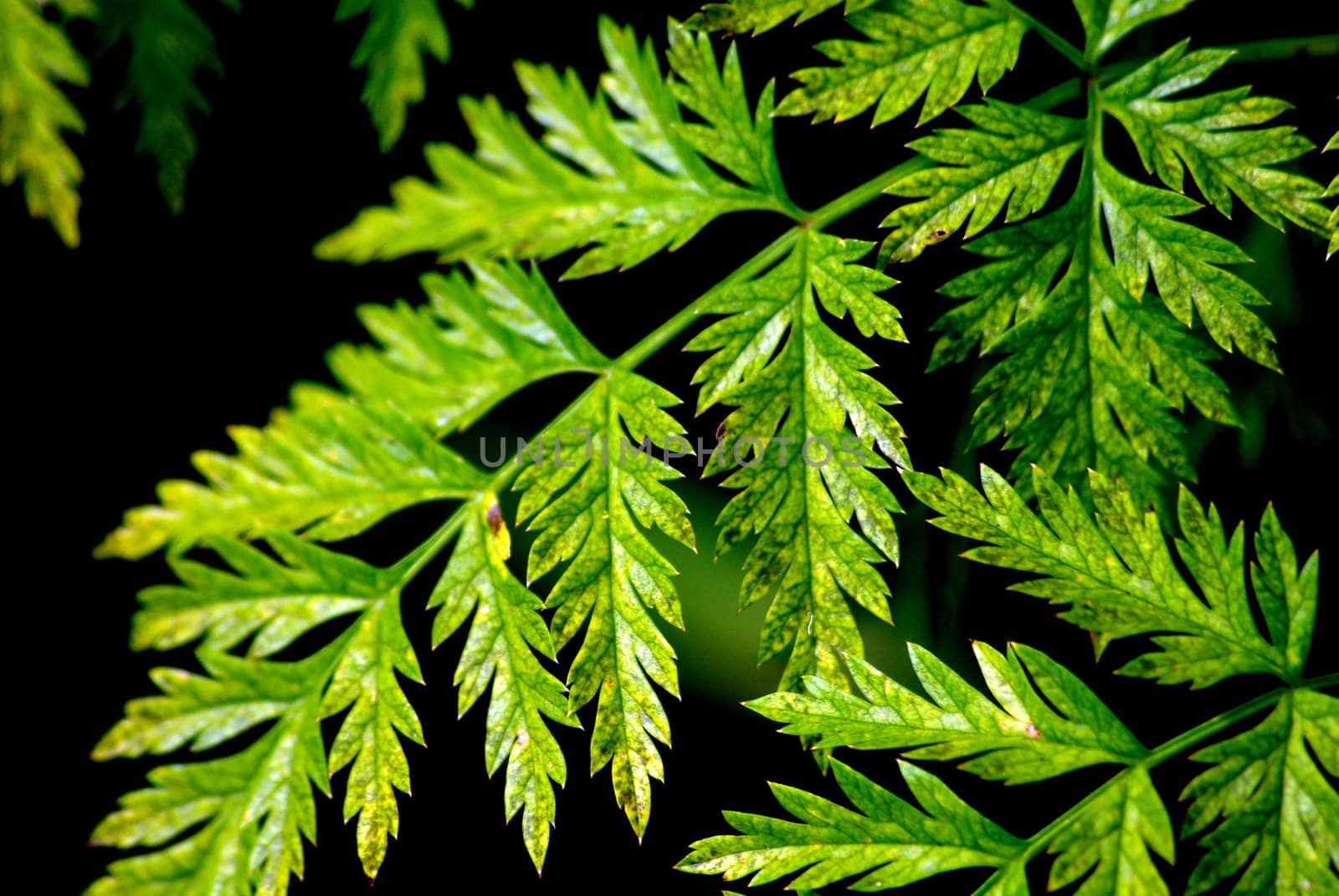 Green leafy plant